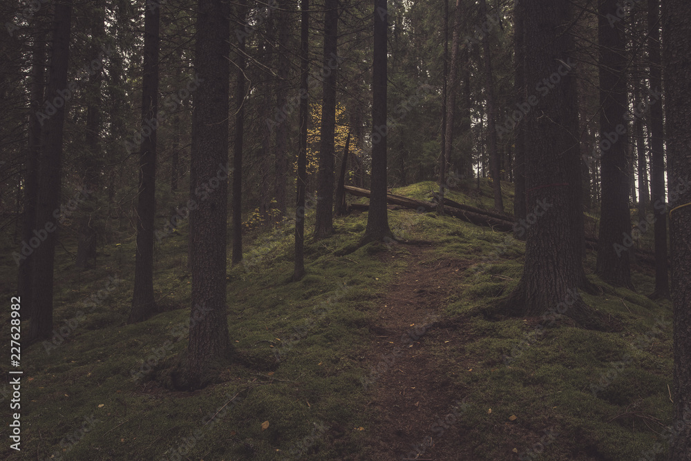 Forest trail