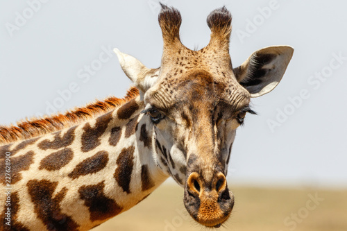 Fototapeta Naklejka Na Ścianę i Meble -  Close up of a giraffe portrait on the savannah