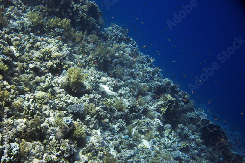 coral reef © oleksiy latunin