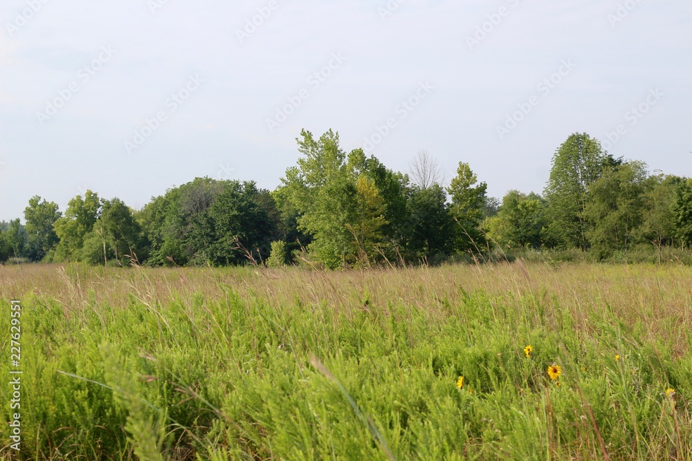 The tall grass prairie field in the park on a sunny day.