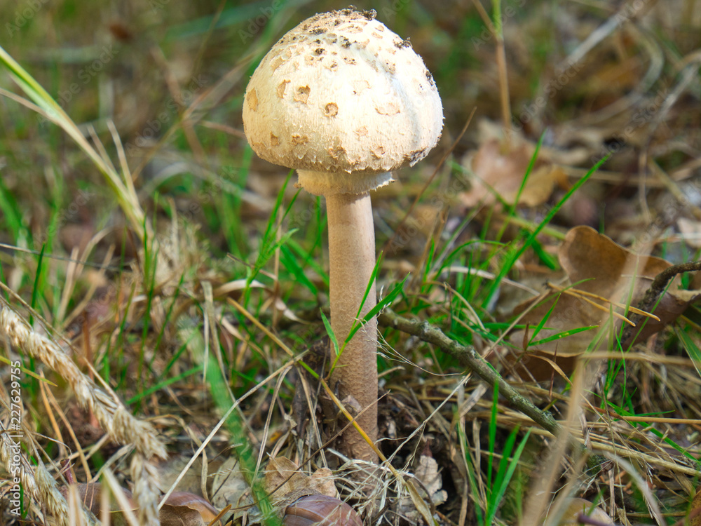 Pilze im Herbst Pilze im Herbst