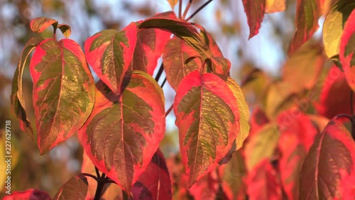 Cornus florida. Tree at sunset. 4K, UHD, 50p, Cinematic,Closeup, 						 photo