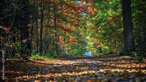 Fototapeta Naklejka Na Ścianę i Meble -  Las