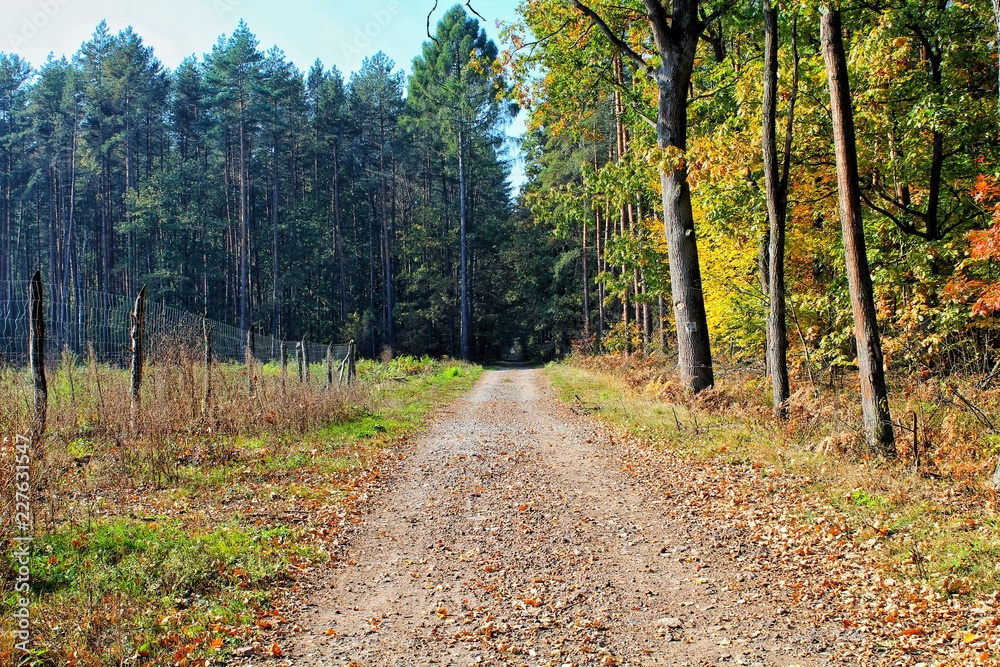 Fototapeta premium Las