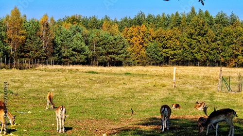 Fototapeta Naklejka Na Ścianę i Meble -  Sarny