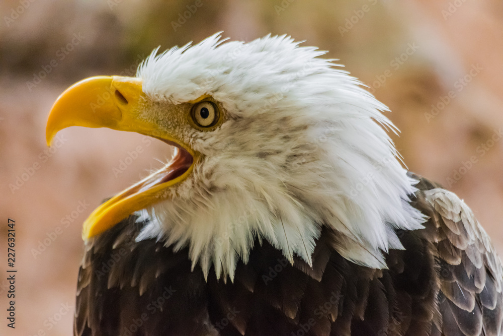 bald eagle head portrait with open beak (Haliaeetus leucocephalus) with rocks background bald eagle head portrait with open beak (Haliaeetus leucocephalus) with rocks background