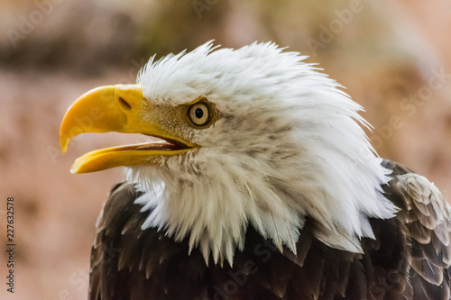 bald eagle head portrait with open beak (Haliaeetus leucocephalus) with rocks background