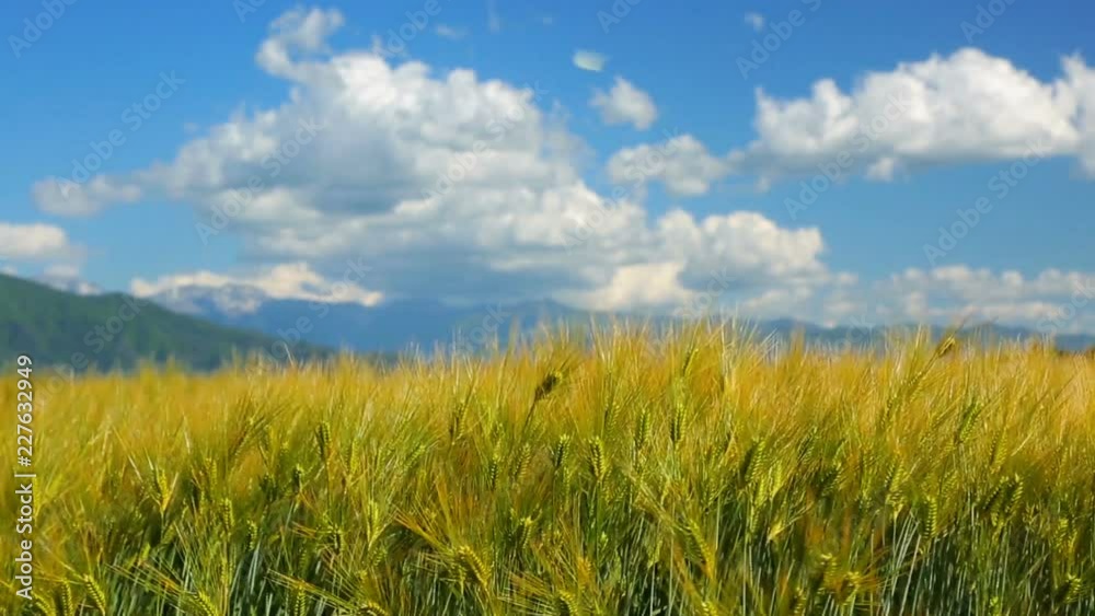Wheat field on the background of mountains, blue sky and white clouds. Wheat field on the background of mountains, blue sky and white clouds.