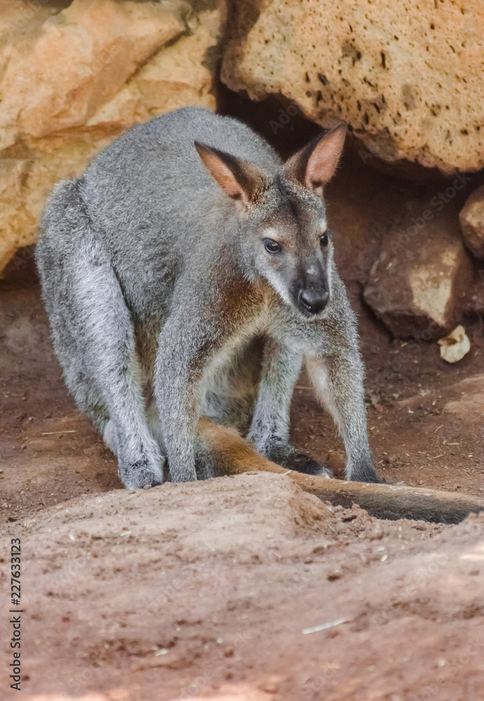 Bennett's wallaby portrait (Macropus rufogriseus) with rocks background Bennett's wallaby portrait (Macropus rufogriseus) with rocks background