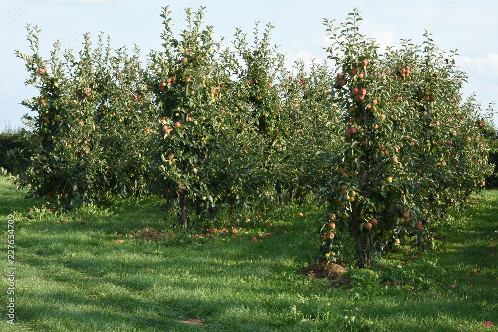 rijpe appels voor de pluk aan appelbomen in Zuid-Limburg 