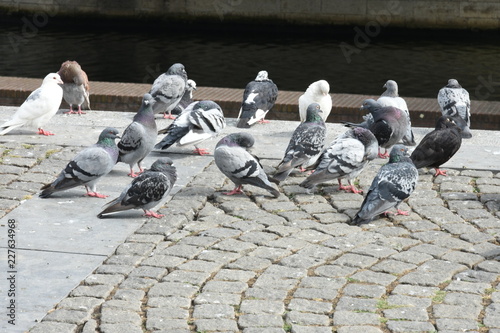 pikkende duiven op de kade van de Maas in Maastricht in Zuid-Limburg 