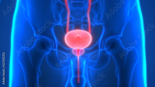Human Urinary System Anatomy photo
