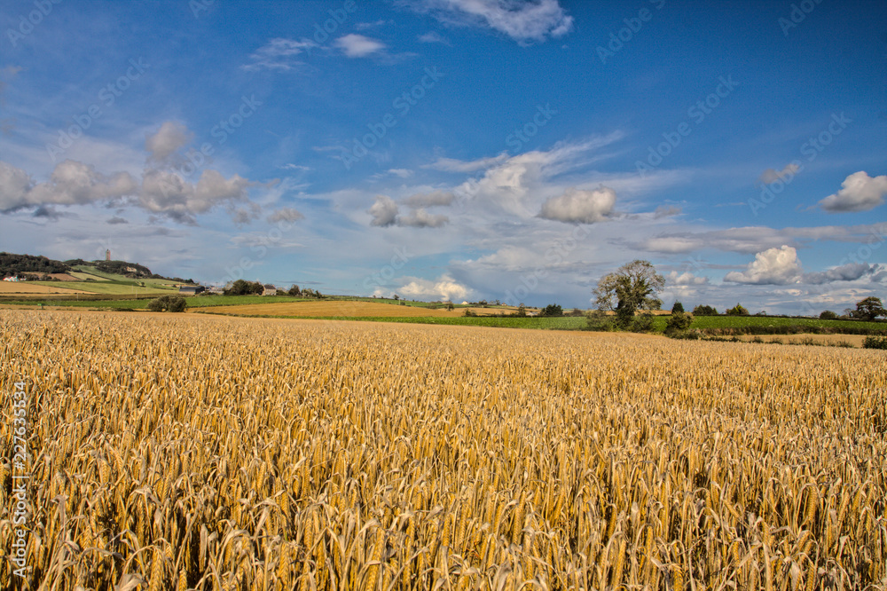Naklejka premium Ripening Barley Field