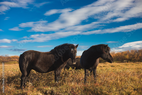 Icelandic horses 