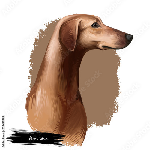 Azawakh puppy dog breed digital art illustration isolated on white. Popular pup portrait with text. Cute pet hand drawn portrait. Graphic clip art design. photo