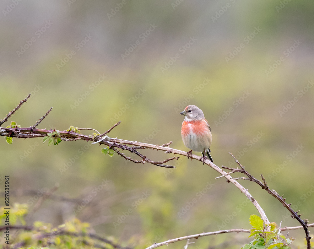 Male Common Linnet (Linaria cannabina) Male Common Linnet (Linaria cannabina)