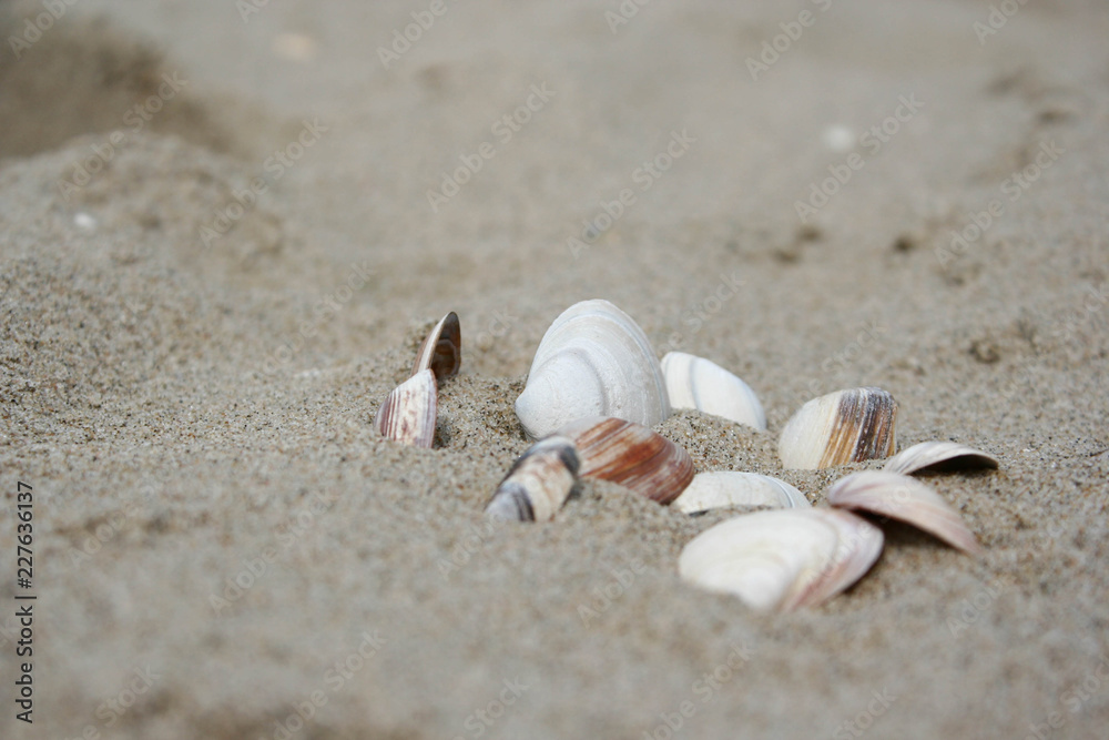 shell on the beach