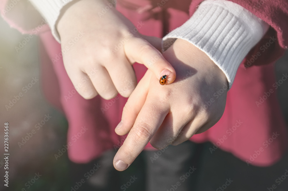 a ladybug sits on a child's hand on a Sunny spring day a ladybug sits on a child's hand on a Sunny spring day