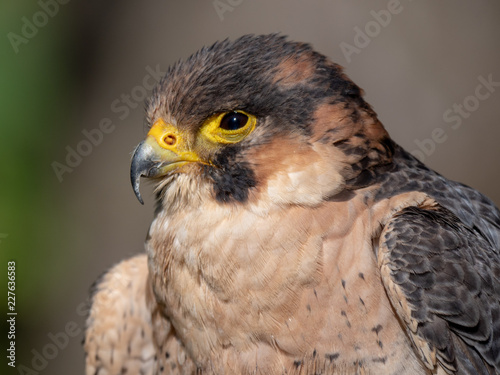Barbary falcon (Falco pelegrinoides)