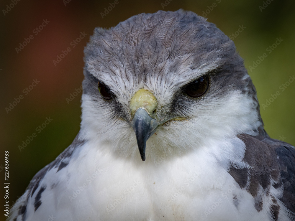 Obraz premium Variable hawk (Geranoaetus polyosomaa)