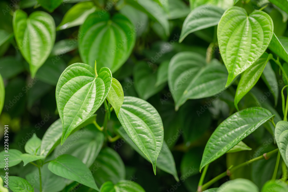 betel group on tree fresh betel group on tree fresh