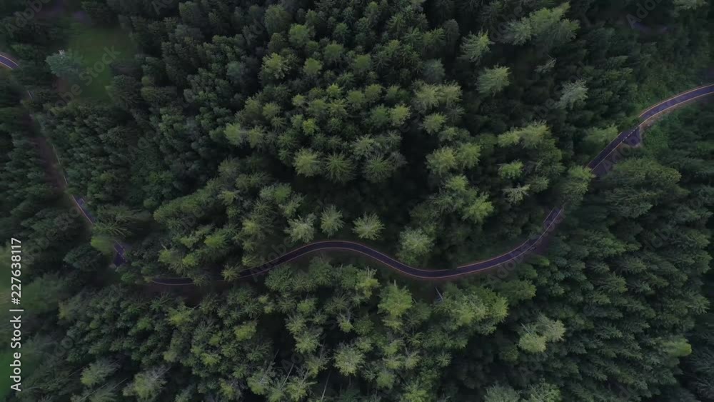 Winding road in the forest