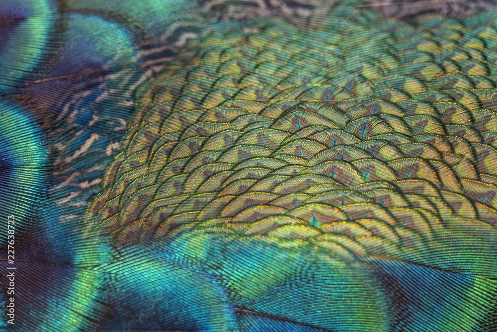 Fototapeta premium Beautiful peacock feather
