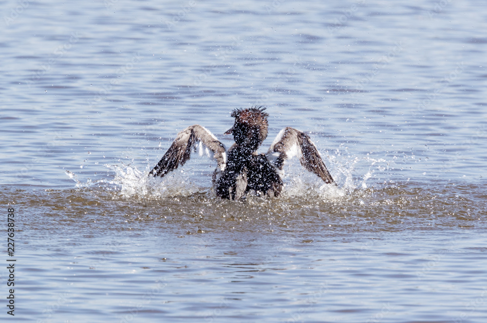 Fototapeta premium Pochard Bathing