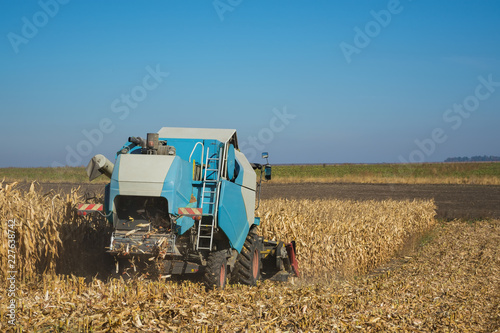 harvesting corn by a combine on a field against a clean  blue sky