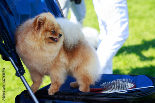 Photos The dog breed pomeranian spitz