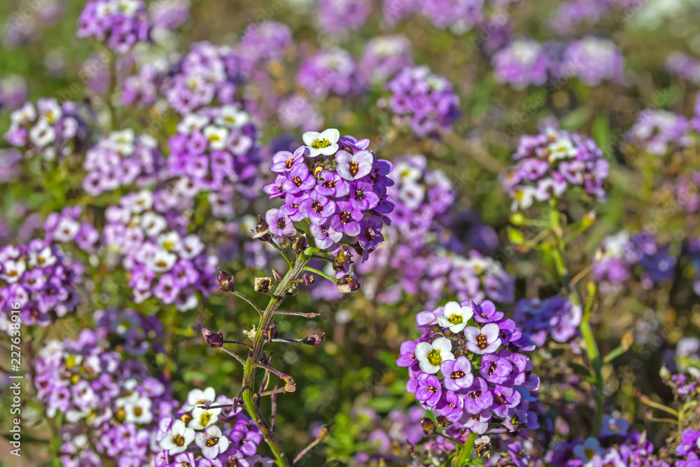 Violeta Alyssum flowers in a flowerbed against other flowers Violeta Alyssum flowers in a flowerbed against other flowers