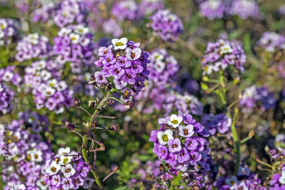 Violeta Alyssum flowers in a flowerbed against other flowers Violeta Alyssum flowers in a flowerbed against other flowers