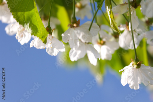 Springtime Blossoms