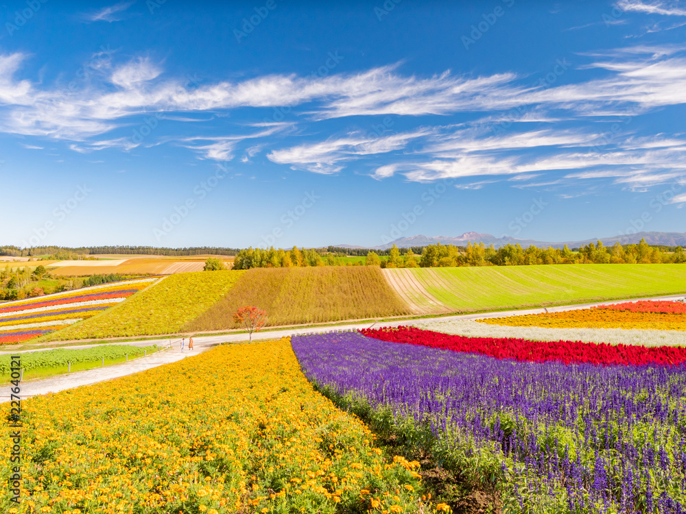 北海道 美瑛町 四季彩の丘 展望花畑 Stock Photo Adobe Stock