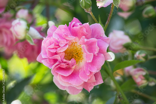 Rosa gallica flower