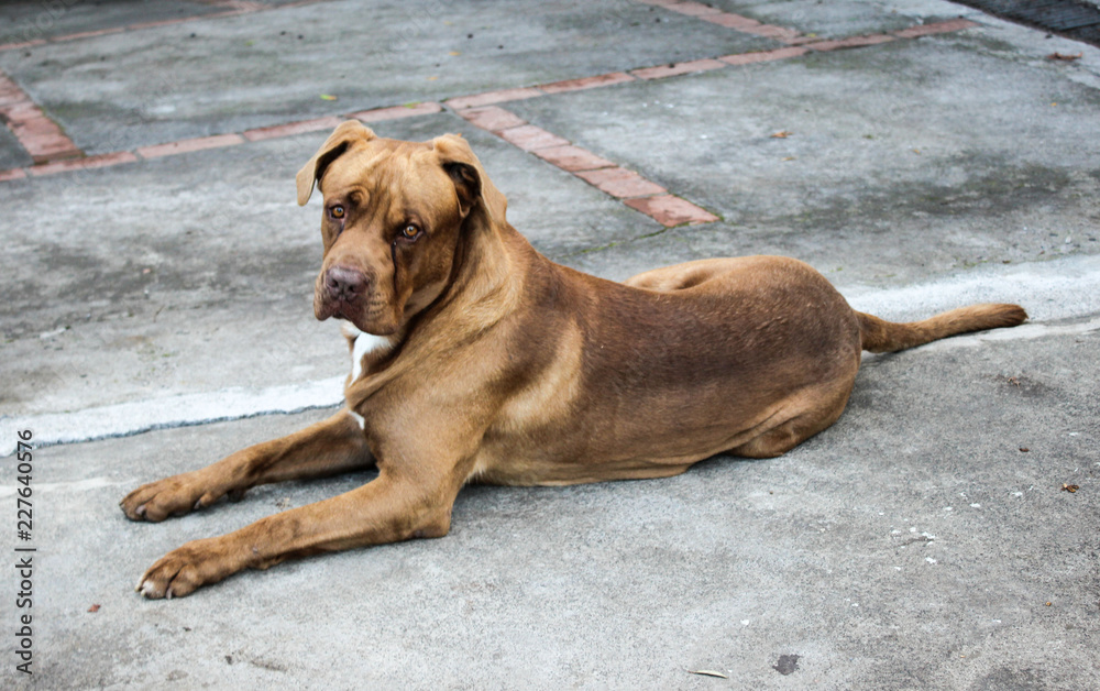 A brown dog lying on the Grey floor. Concept of love, care and comfort. Pets love.