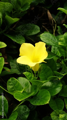 Yellow Single flower