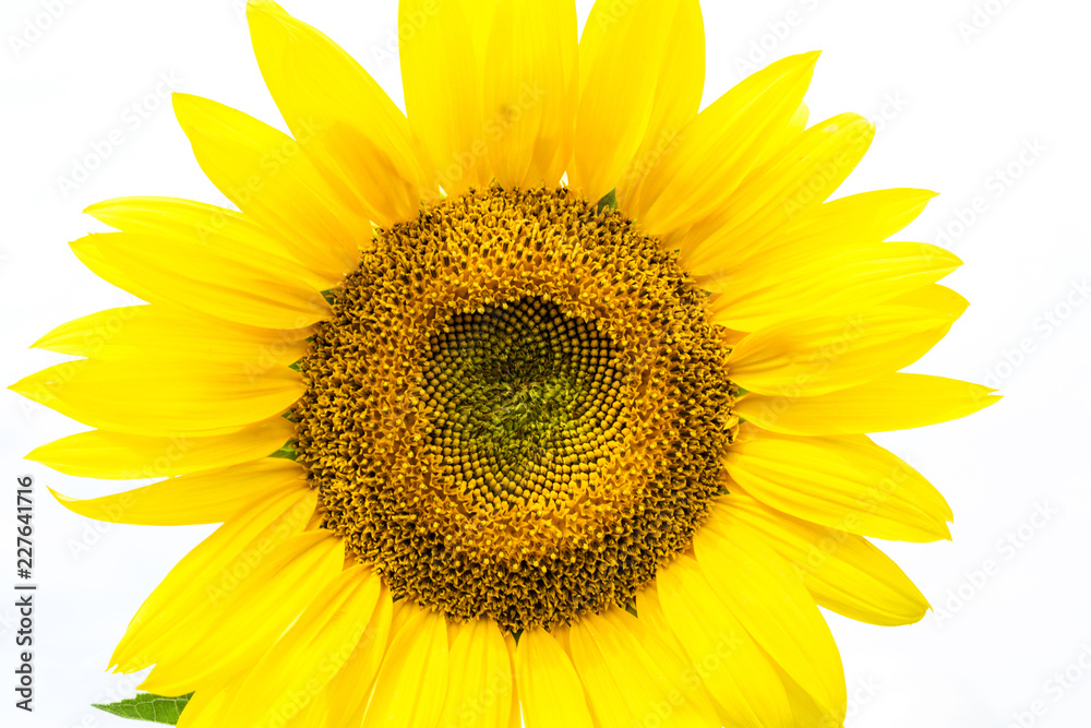 Flower of sunflower by close up a white background. Flower of sunflower by close up a white background.