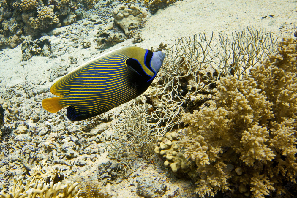 Coral reefs of Red Sea, Sharm el Sheikh, Egypt Coral reefs of Red Sea, Sharm el Sheikh, Egypt