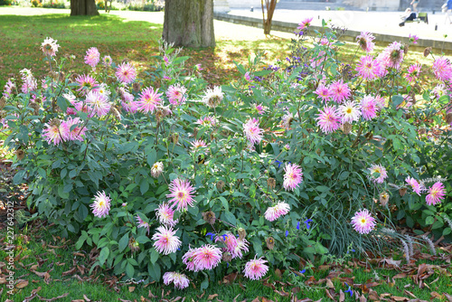 Fototapeta Naklejka Na Ścianę i Meble -  Dahlia cactus rose au jardin