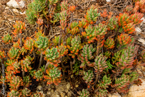 Group of succulents.  Natural background  group of cactus  succulent plant. Selective focus.