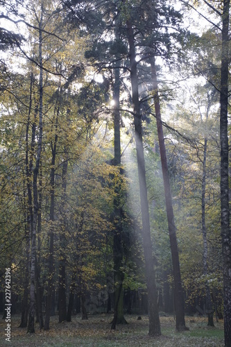 Autumn. October. Sunny morning in the pine forest. Fog and rays of light