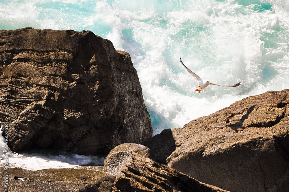 Naklejka premium gull that escapes from the waves
