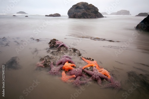 Wallpaper Mural Colorful star fish exposed on the Oregon coast at extreme low tide