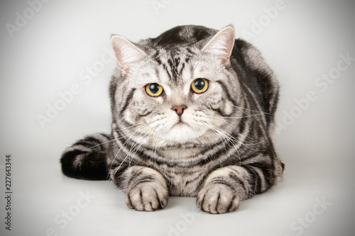 Scottish straight shorthair cat on colored backgrounds