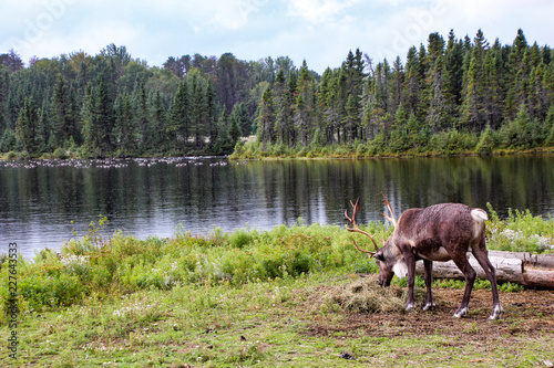 A Reindeer in a Canadian park photo