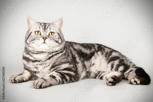 Scottish straight shorthair cat on colored backgrounds