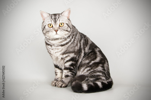 Scottish straight shorthair cat on colored backgrounds