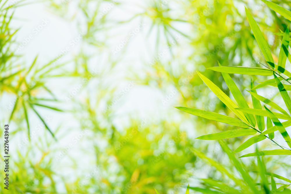 green and yellow bamboo leaves background in the nature. green and yellow bamboo leaves background in the nature.