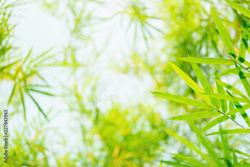 green and yellow bamboo leaves background in the nature.